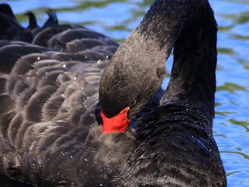 Cygne noir en gros plan