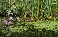 Ducklings hidden among reeds