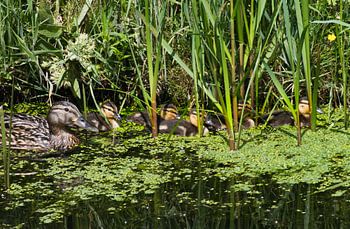 Eendjes verscholen tussen het riet