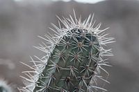 Curaçao - Cactus close-up