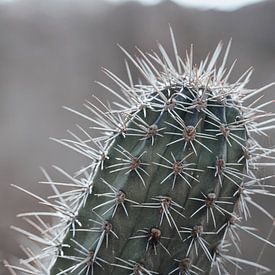 Curaçao - cactus en gros plan sur Rowenda Hulsebos