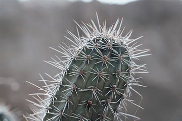 Curaçao - Cactus close-up van Rowenda Hulsebos