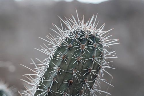 Curacao - cactus close-up