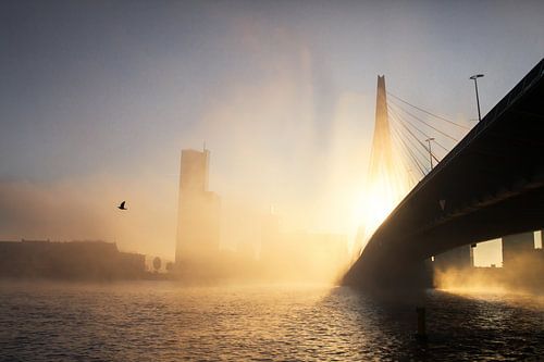 Nebliger Morgen in Rotterdam