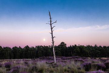 Volle Maan Drunense Duinen met Paarse Heide van Zwoele Plaatjes