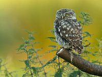 Hibou de pierre avec des orties