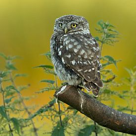 Hibou de pierre avec des orties sur Inge Duijsens