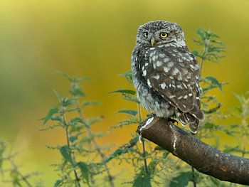 Steinkauz mit Brennnesseln