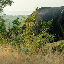 Kruger Park, olifant van Peter van Bergeijk