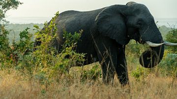 Kruger Park, olifant