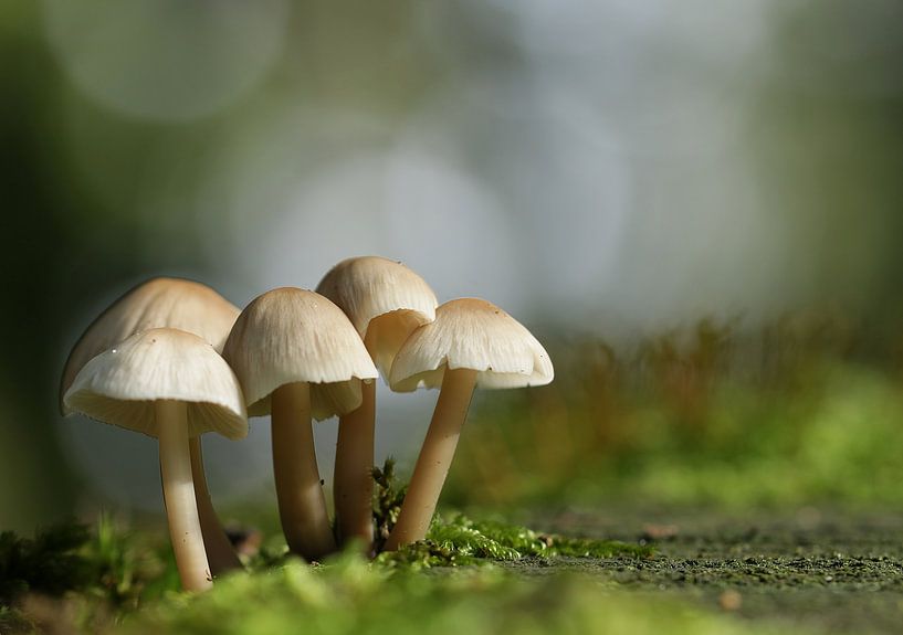 Paddenstoelen in de herfst by Annie Middeldorp