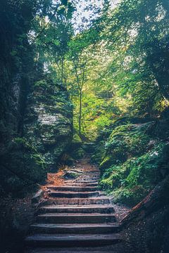 In het midden van het bos, is er een mysterieuze trap... van Jakob Baranowski - Photography - Video - Photoshop