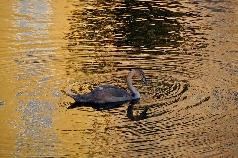 BLACK SWAN by Miroslav Ptacek