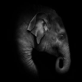 Baby olifant van Anna Stelloo