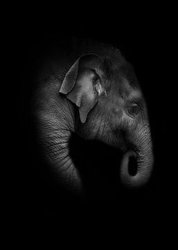 Baby-Elefant von Anna Stelloo