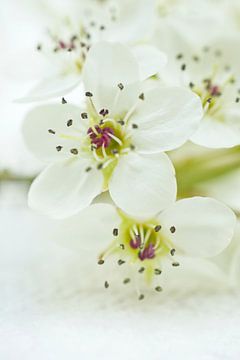 Witte Peer Bloemen van Iris Holzer Richardson