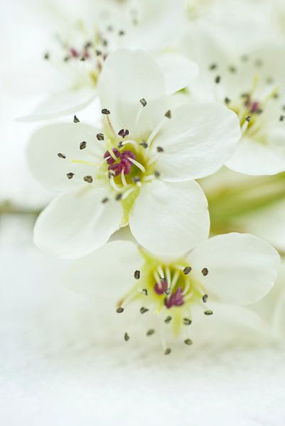 White Pear Flowers by Iris Holzer Richardson