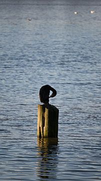 Silent Watch on the Water