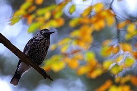 Spotted Nutcracker, Eurasian nutcracker (Nucifraga caryocatactes von Frank Fichtmüller