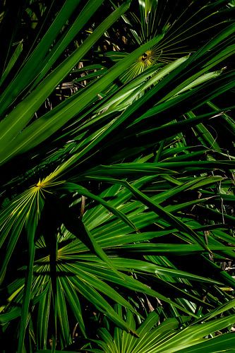 Nahaufnahme Grünes Segeln