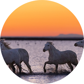 Lopende paarden door het water (Camargue) van Kris Hermans
