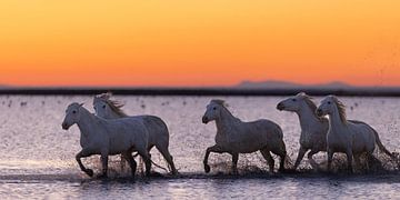 Lopende paarden door het water (Camargue)