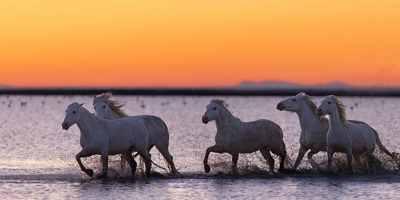 Course de chevaux dans l'eau (Camargue) par Kris Hermans