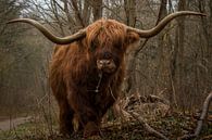 Etende Schotse Hooglander stier met grote horens. van Wendy de Waal thumbnail