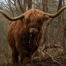 Etende Schotse Hooglander stier met grote horens. van Wendy de Waal