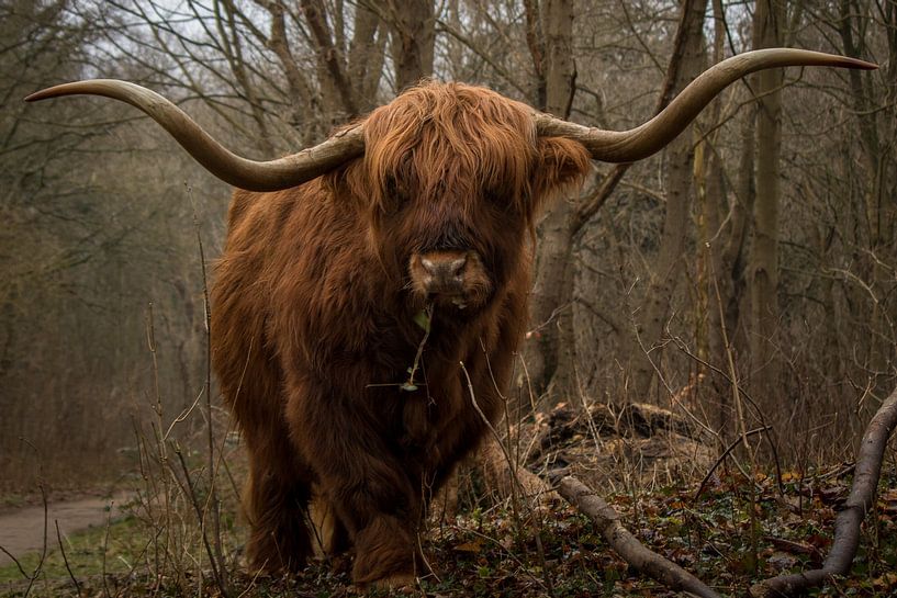 Etende Schotse Hooglander stier met grote horens. van Wendy de Waal