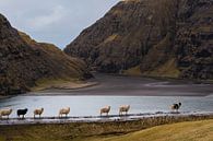 Moutons dans la baie de Saksun par Denis Feiner Aperçu