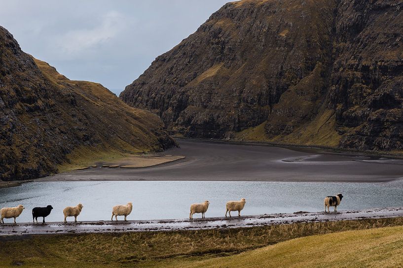 Moutons dans la baie de Saksun par Denis Feiner
