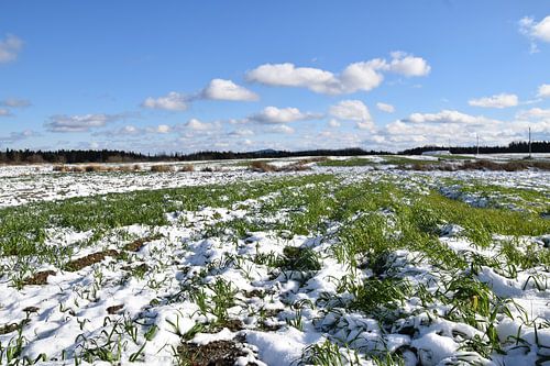 De eerste sneeuw in de herfst