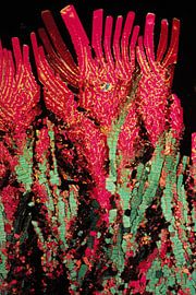 Coumarine von André Wieringa