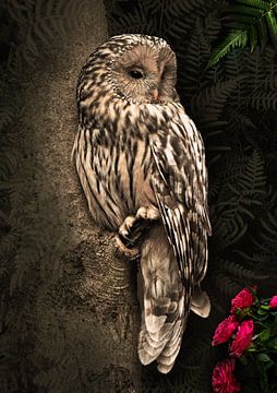The owl in beautiful spheres by Bert Hooijer