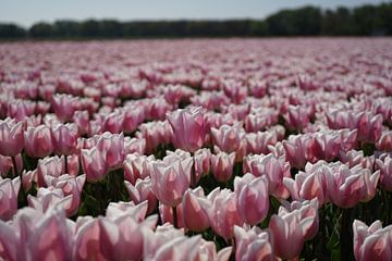Roze tulpen in de bollenstreek  van Bart Muller