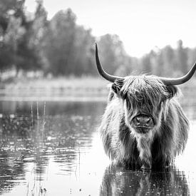 Schotse Hooglander in het water in zwart-wit van Evelien Oerlemans
