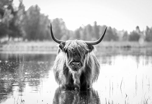 Schotse Hooglander in het water in zwart-wit van Evelien Oerlemans