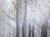 Fairy tale forest by Sonja Pixels thumbnail