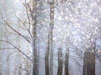 Fairy tale forest