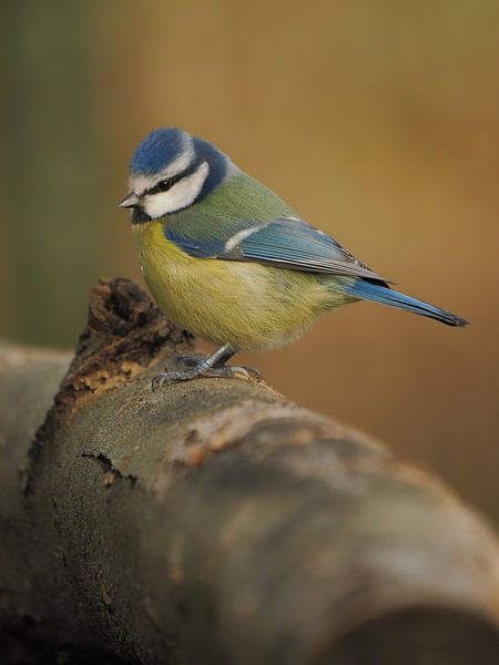 Pimpelmeesje van Evelien Brouwer