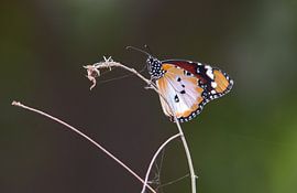 Plain Tiger by Eline Snijder