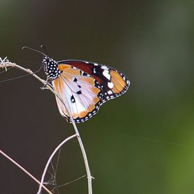 Einfache Tiger von Eline Snijder