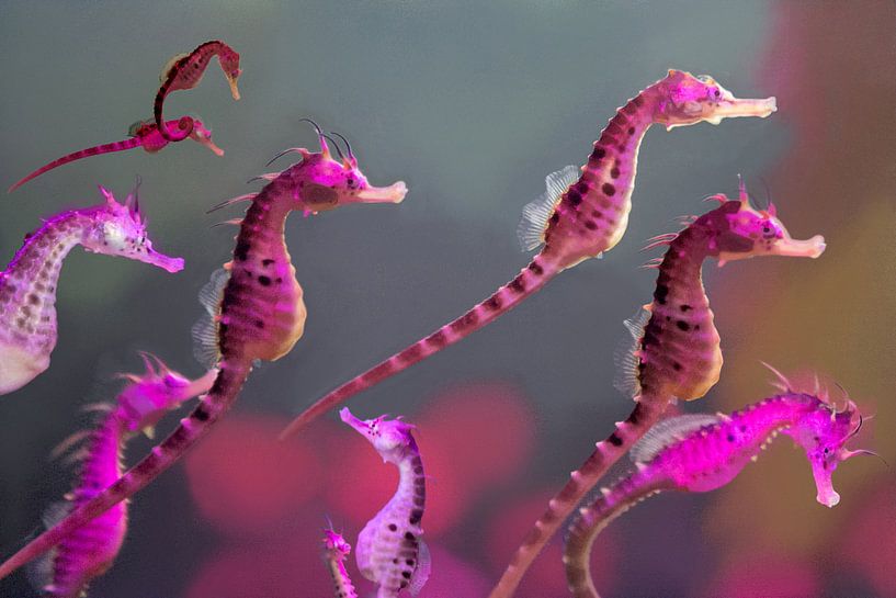 Zeepaardjes by Michelle Peeters