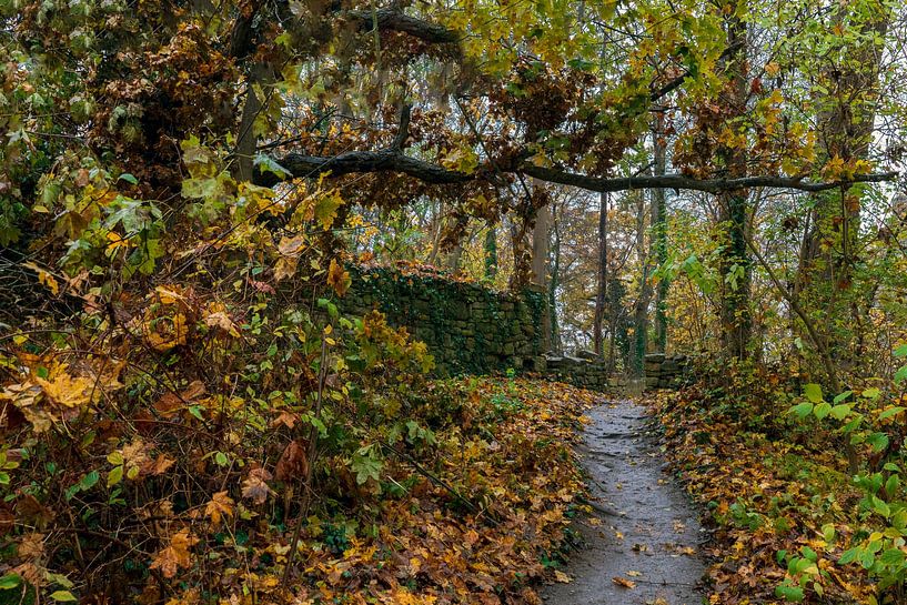 Autumn forest path at the Disibodenberg monastery by Flatfield