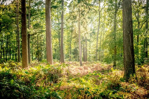 Dennenbomen en varenplanten in een bos tijdens een mooie herfst