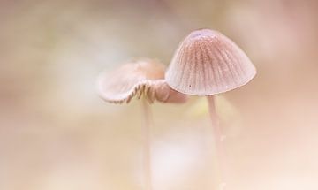 des champignons ensemble sur natascha verbij