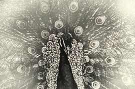 Sepia peacock by Michar Peppenster