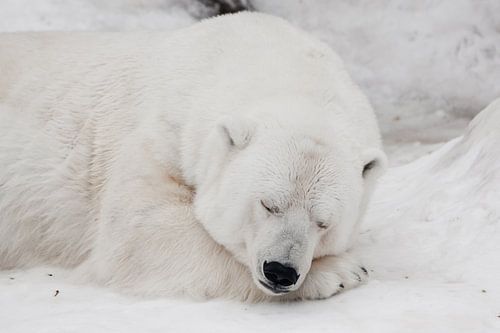 Een witte ijsbeer in een pluizige kristalwitte huid die op de sneeuw ligt en slaapt (rust), een groo