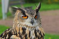 Raubvögel
